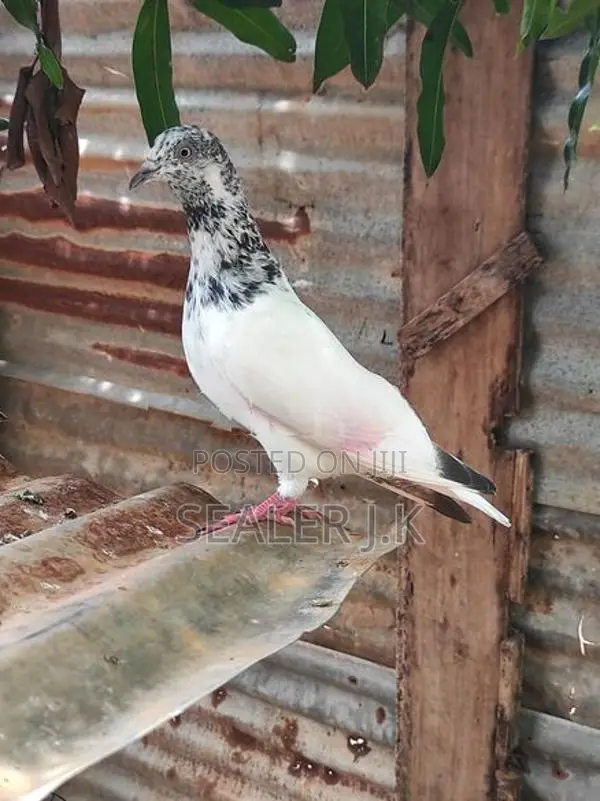 Pigeon