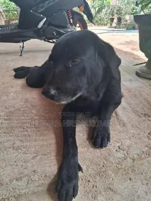 labrador black female dog