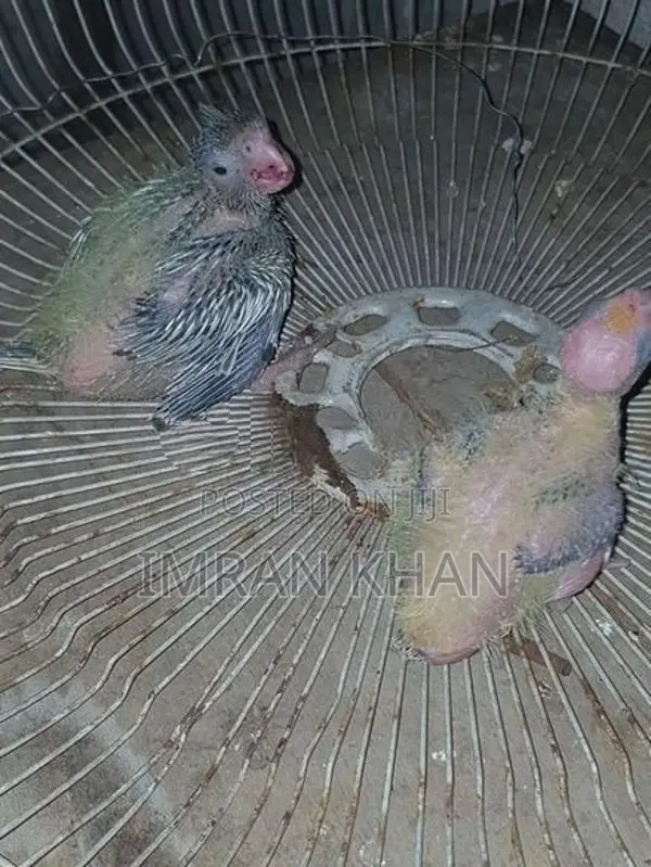 Cockatiel Birds