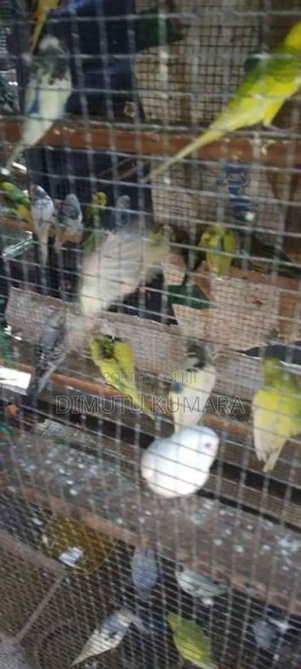 Love Birds