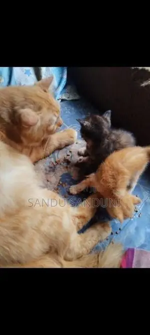 Persian Mix Cat