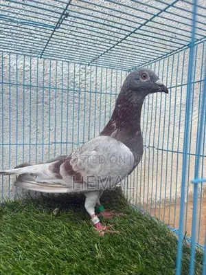 Racing Homer Pigeons