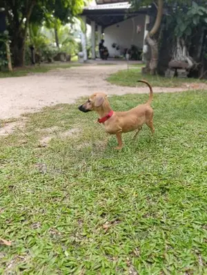 dashound dog