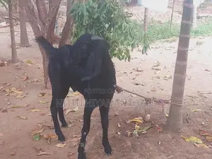 கிடாய்