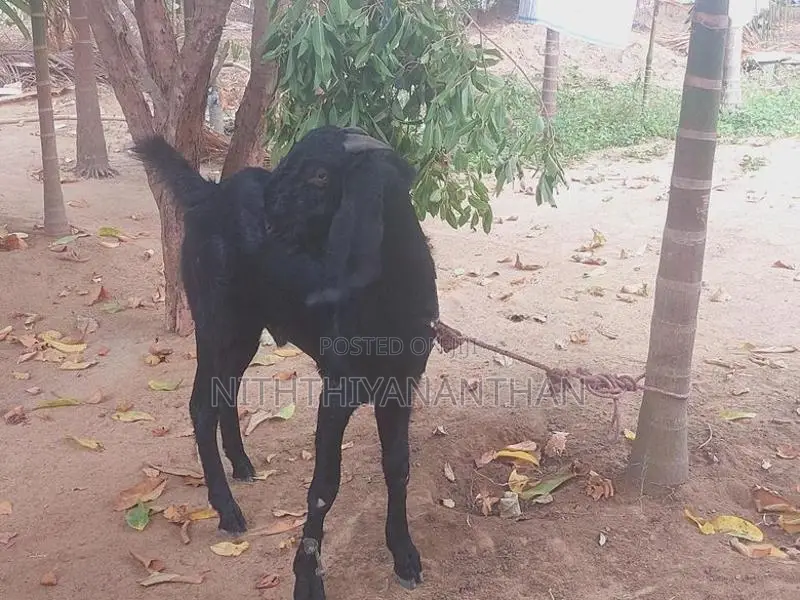 கிடாய்