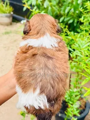 shih tzu puppies