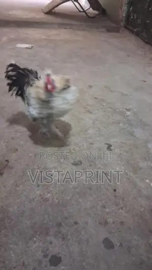 Phantom Hens
