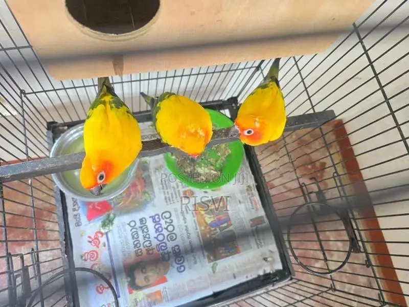 Sun Courure Birds