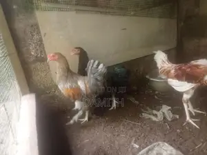 බ්‍රාමා කුකුලන්