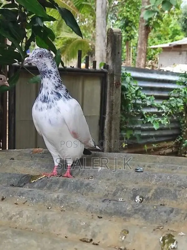 Pigeon