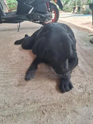 labrador black female dog