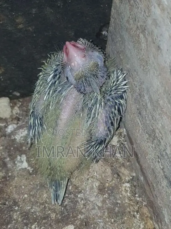 Cockatiel Birds