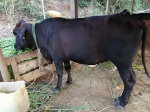 Sahiwal Cattle