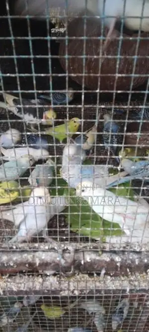 Love Birds