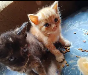 Persian Mix Cat