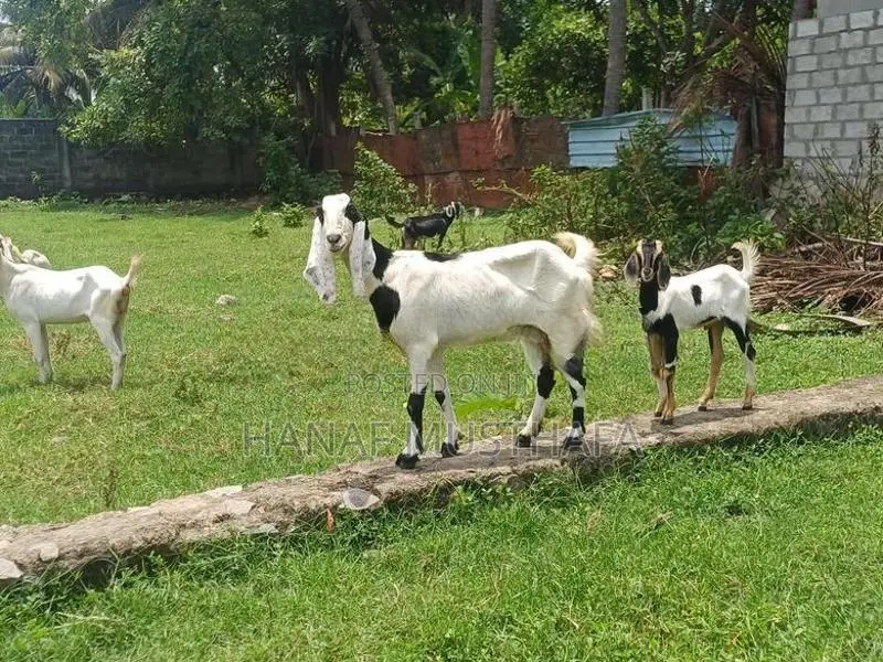 பால் ஆடு