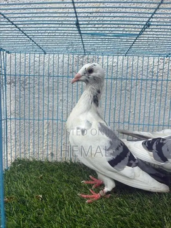 Racing Homer Pigeons