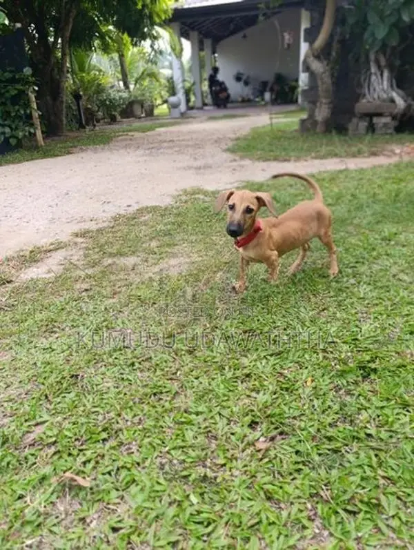 dashound dog