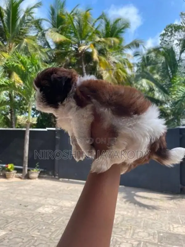 shih tzu puppies