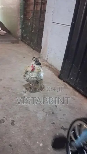Phantom Hens