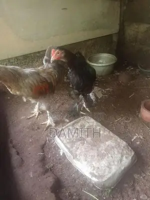 බ්‍රාමා කුකුලන්