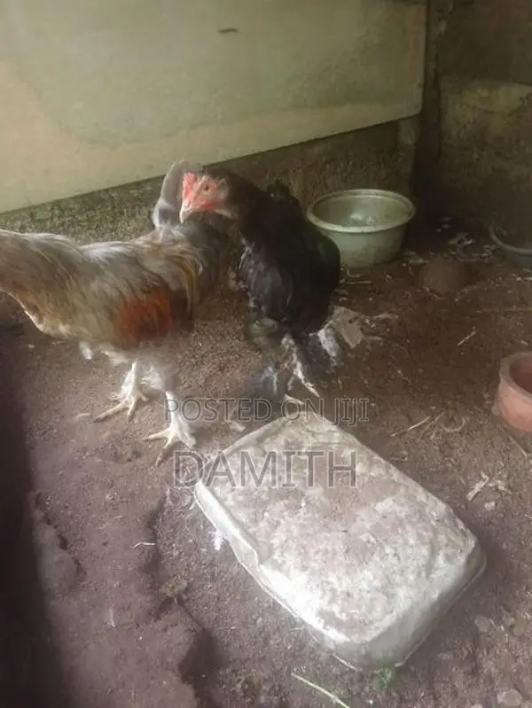 බ්‍රාමා කුකුලන්