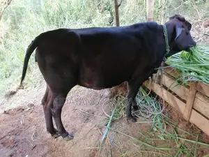 Sahiwal Cattle