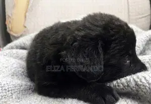 Shih Tzu Mix Pomeranian Puppy