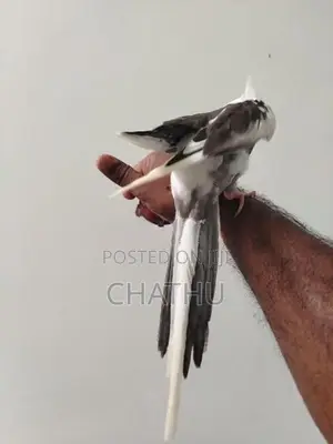 Tamed Cockatiel Bird