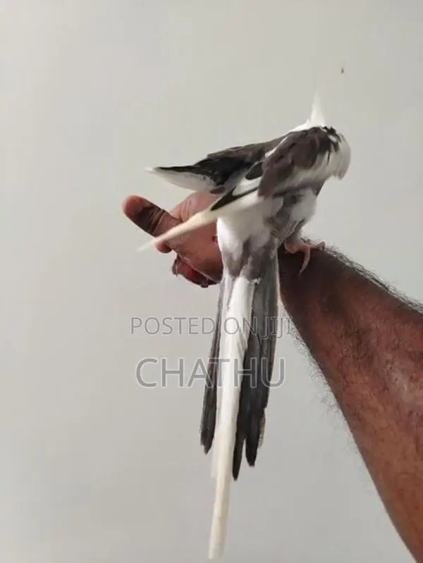 Tamed Cockatiel Bird