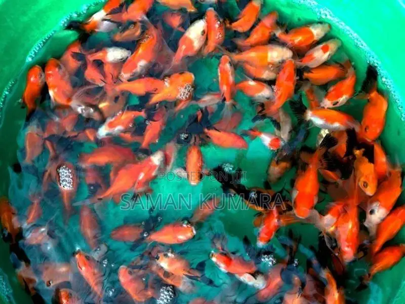 Oranda gold fish