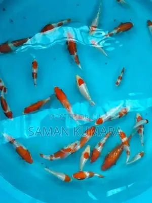 Koi fishes