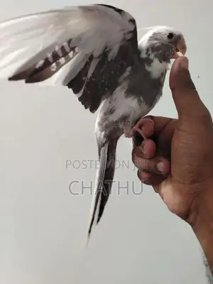 Tamed Cockatiel Bird