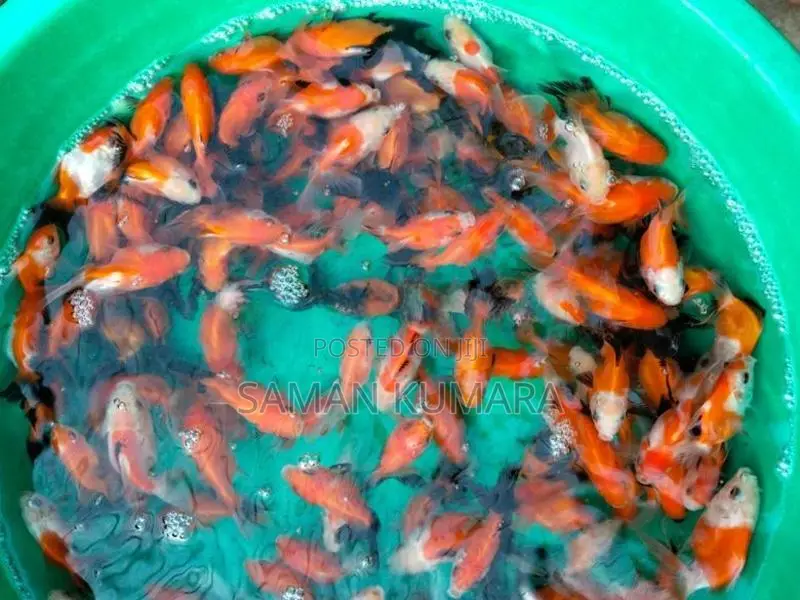 Oranda gold fish