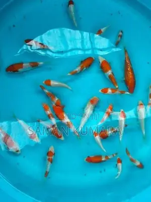 Koi fishes