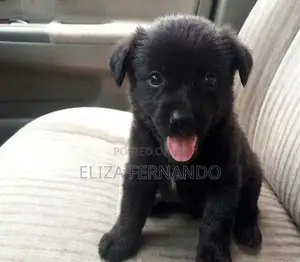 Shih Tzu Mix Pomeranian Puppy