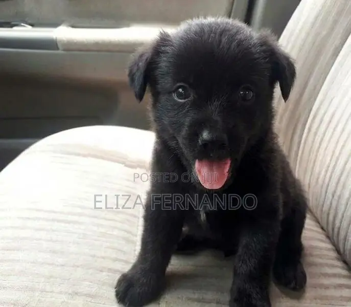 Shih Tzu Mix Pomeranian Puppy
