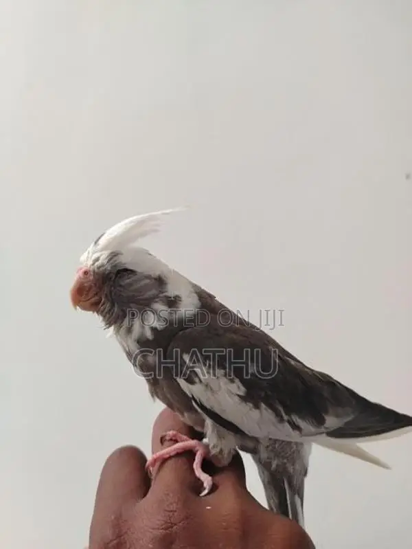 Tamed Cockatiel Bird