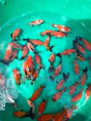 Oranda gold fish