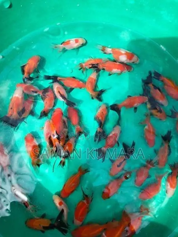 Oranda gold fish