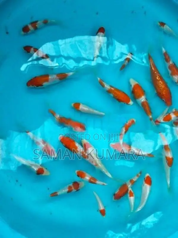 Koi fishes