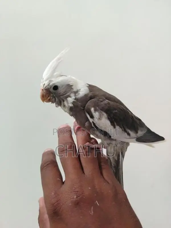 Tamed Cockatiel Bird