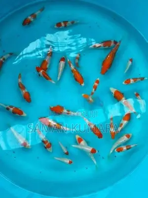 Koi fishes