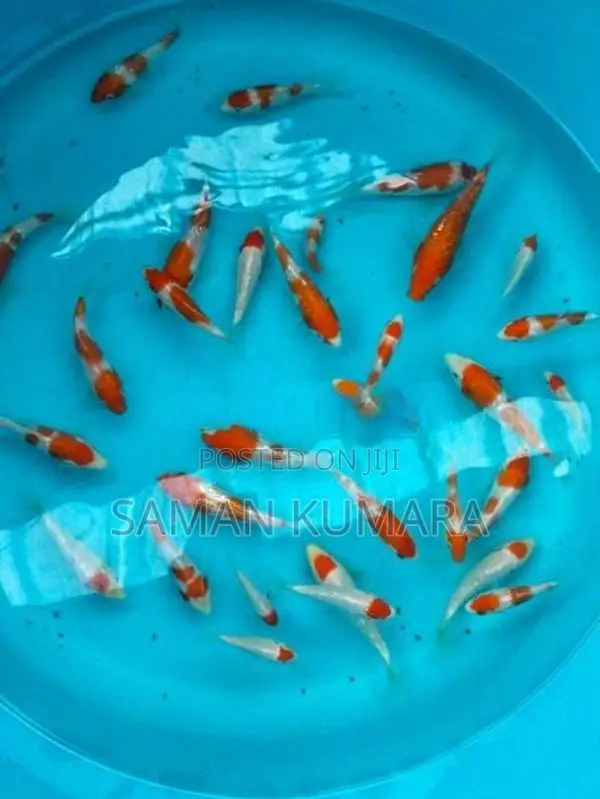 Koi fishes