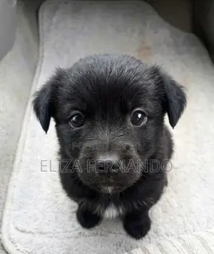 Shih Tzu Mix Pomeranian Puppy