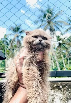 British Long Hair Kitten