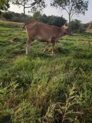 ඉක්මනින් විකිණීමට