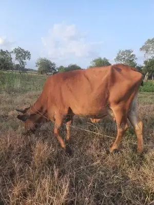 ඉක්මනින්ම විකිණීමට