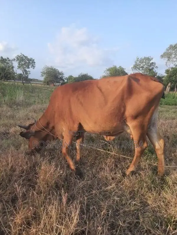 ඉක්මනින්ම විකිණීමට