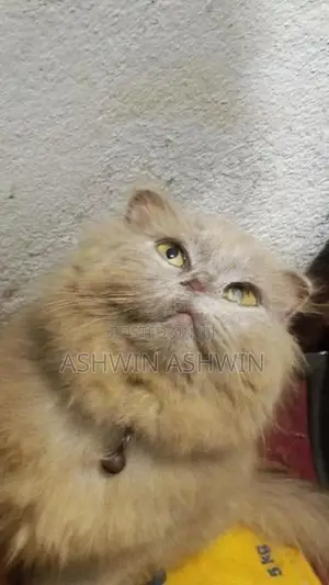 British Long Hair Kitten